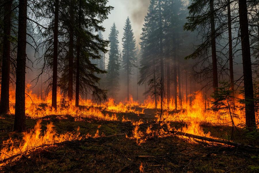 В Томской области остался один лесной пожар