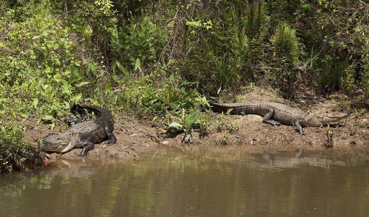 Ученые США гадают, с чем связано массовое скопление аллигаторов в одном болоте