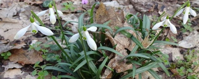 В Адыгее обнаружили новый вид подснежников