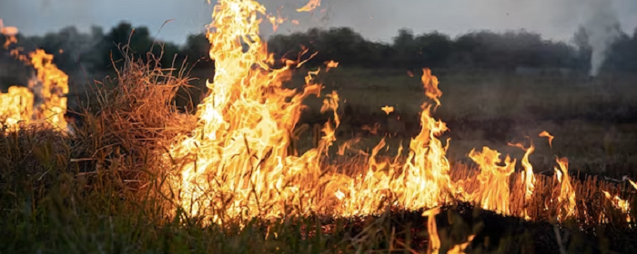 Курганской области выделят миллионные субвенции на тушение лесных пожаров