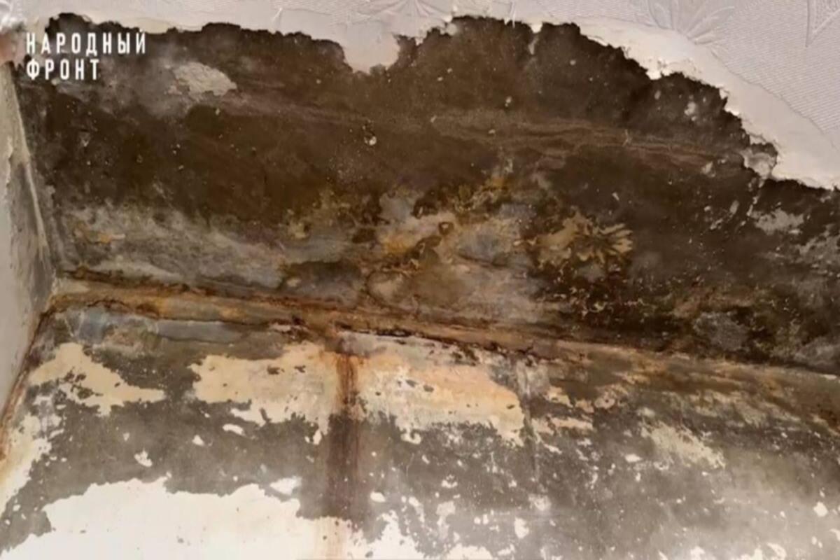 Во Владимире собственник квартиры с 13 собаками отравляет жизнь соседей несколько лет