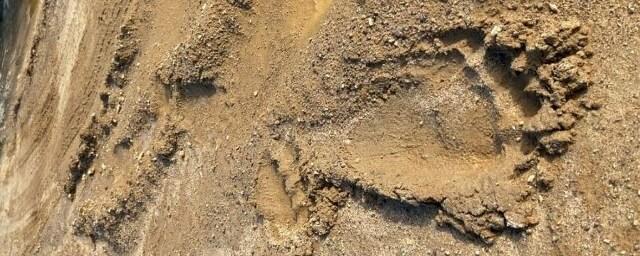 Жители Сахалина обнаружили огромные медвежьи следы у магазина в Ногликах