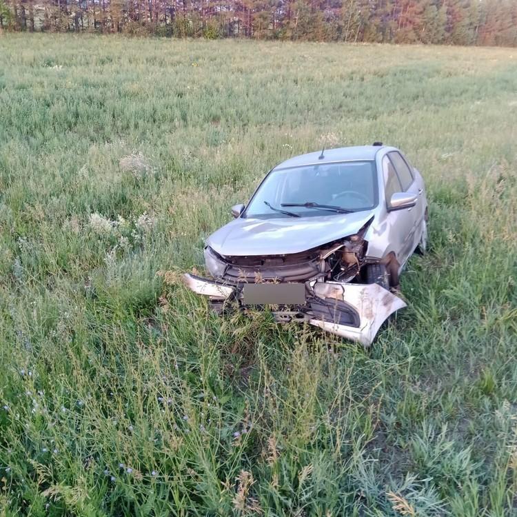 В Татарстане автомобилисты сбили двух кабанов и косулю