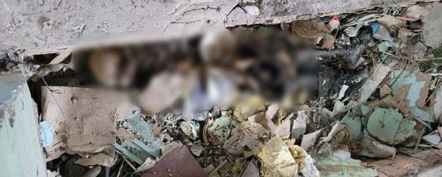 В заброшке у Петербургского шоссе росгвардейцы обнаружили человеческий скелет в кроссовках