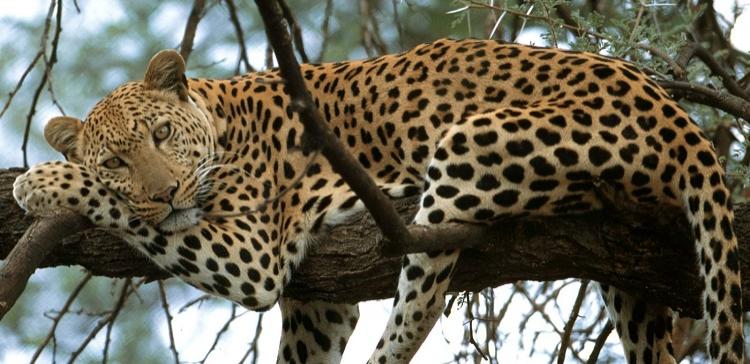 В Приморье дальневосточный леопард погиб под колесами иномарки