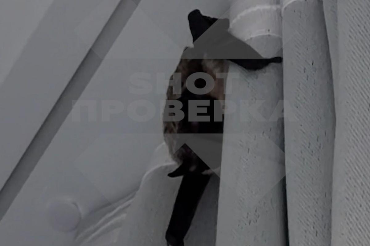 Неожиданный гость вызвал аллергию у россиянки