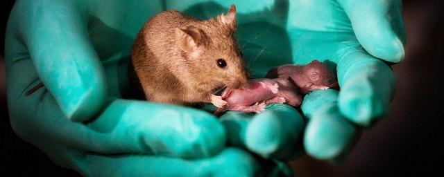 Ученые впервые вывели живых мышей от двух самцов