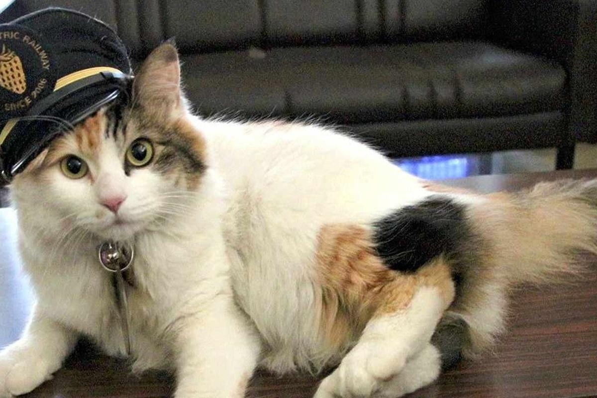 В Японии умерла кошка-смотритель железнодорожной станции Кинокава