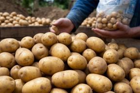 В Германии бесплатно раздают картофель в детских садах, школах и церквях