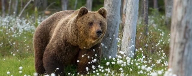 Бурятские охотники добыли медвежатину, зараженную паразитами