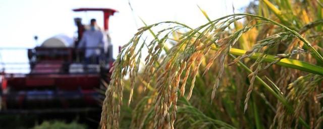Рисоводами Калмыкии в 2018 году собран рекордный урожай