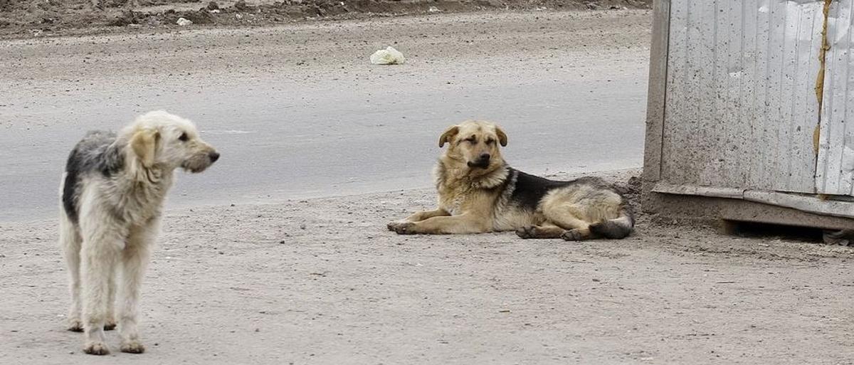 В Комсомольске-на-Амуре отловили 1226 бездомных животных