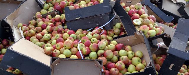 В Северной Осетии бульдозером уничтожили 700 кг польских яблок