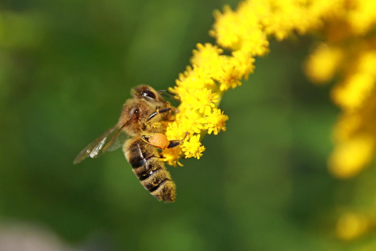 Ученые разработали первую съедобную вакцину для пчел