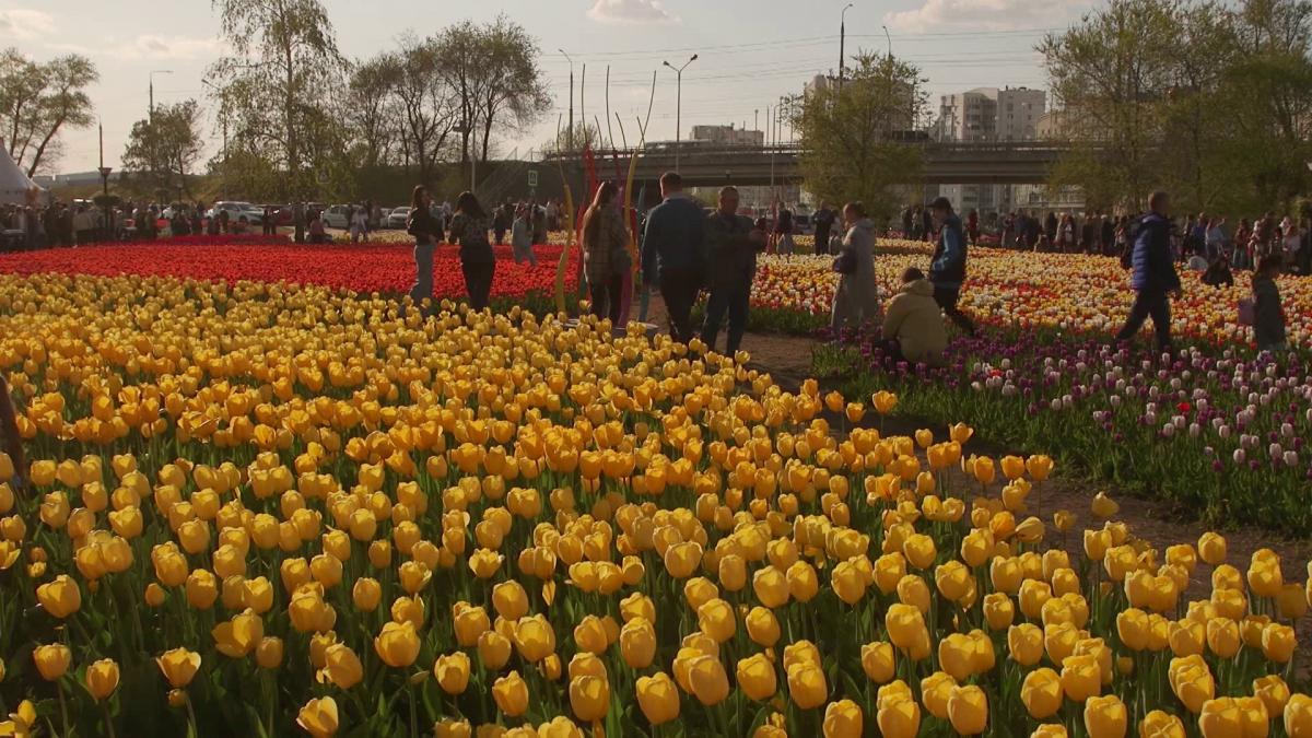 Вячеслав Гладков рассказал, почему в регионе не отменяют фестиваль тюльпанов