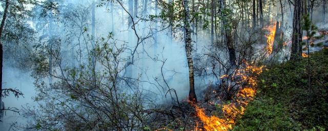 Смог от селецкого лесного пожара окутал Рязань