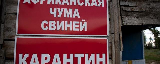 В Крыму компенсация за изъятых свиней составит 99 рублей за кг
