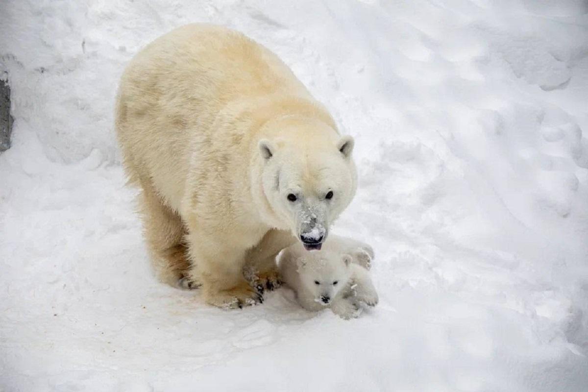 Медведица Герда из Новосибирского зоопарка начала выводить медвежонка на прогулку