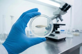 Ввезенная в Курскую область оплодотворенная икра форели успешно прошла карантин