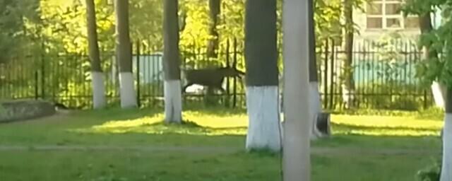 В Ивановской области на улицах городов можно встретить лосей из-за миграции