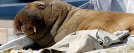 В Осло усыпили моржиху Фрейю, местную знаменитость сочли опасной