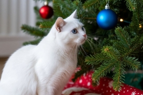Осторожно, Новый год! Советы ветеринара по безопасности питомцев