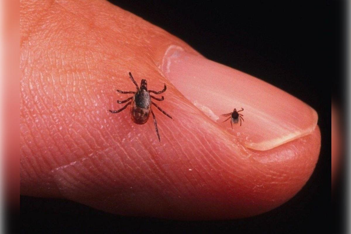 В Омске растет число пострадавших от укусов клещей