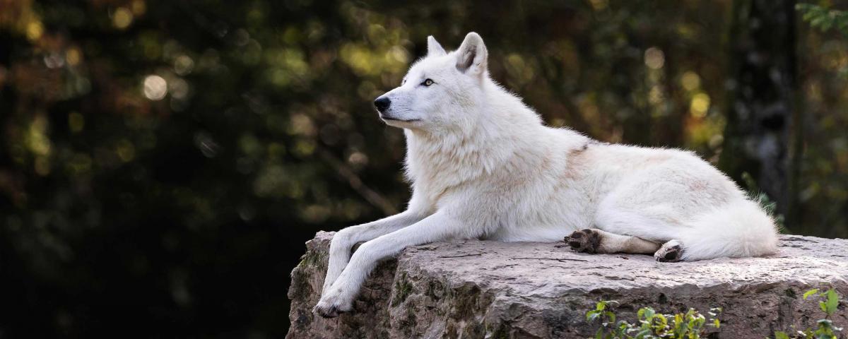 В зоопарк Новосибирска из Ижевска прибыла арктическая волчица