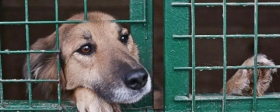 Новгородцев просят присоединиться к субботникам в приютах для животных