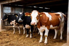 В Россельхознадзоре высказались о новом штамме птичьего гриппа, выявленного в США