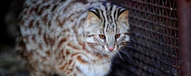 Three red-listed Amur cats were found in the apartment in the capital