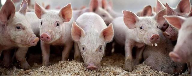В Магадане зафиксирована вспышка африканской чумы свиней: введён карантин