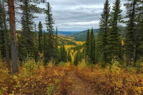 Жителей Курганской области приглашают поучаствовать в создании экологического герба региона