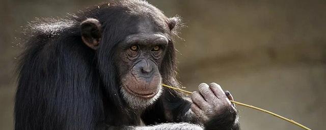 Психолог Рощин объяснил повышенное внимание к оспе обезьян