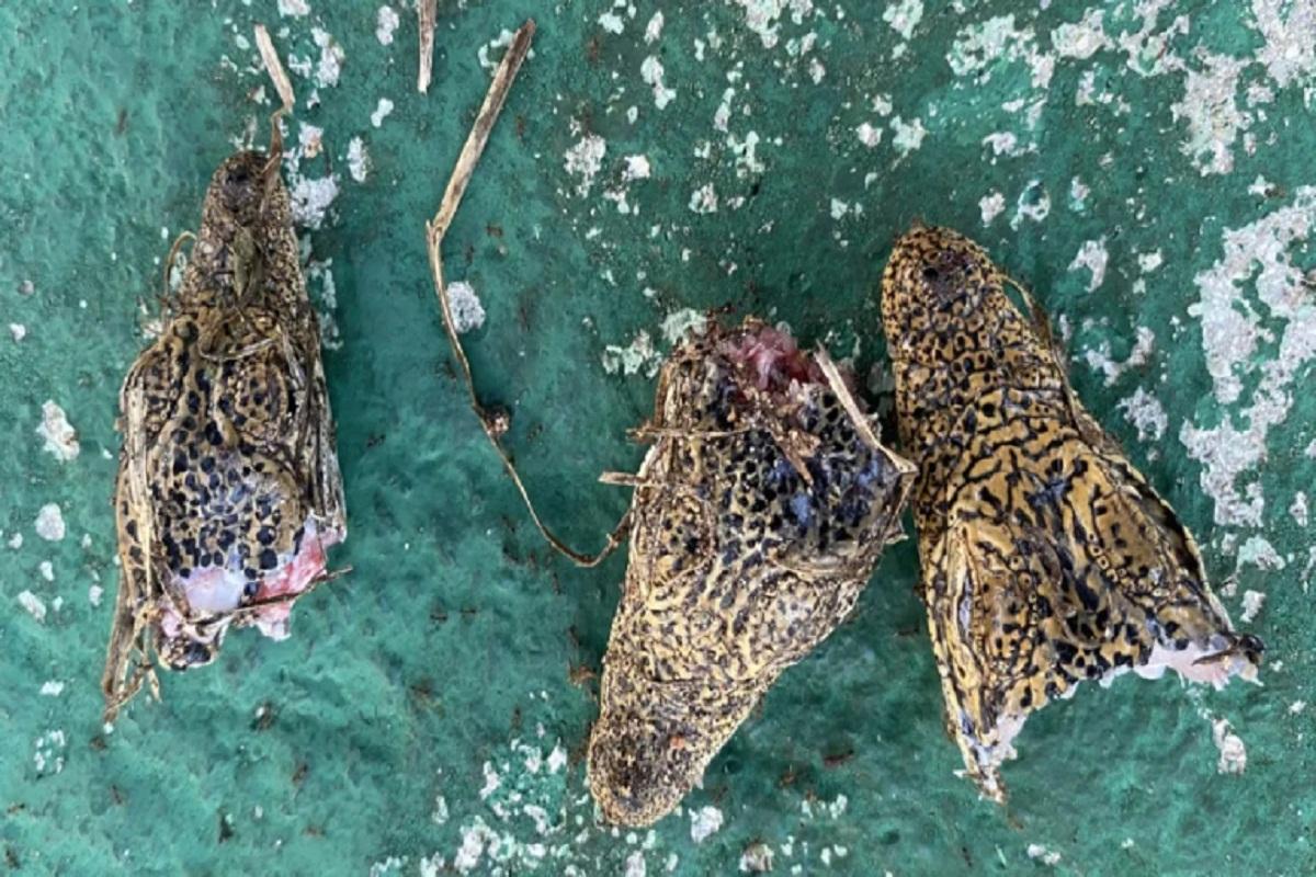 На Кубе домашних кошек поймали за охотой на крокодилят вымирающего вида