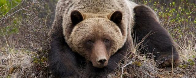 Следователи проведут проверку после нападения медведя на рыбаков в тюменском лесу
