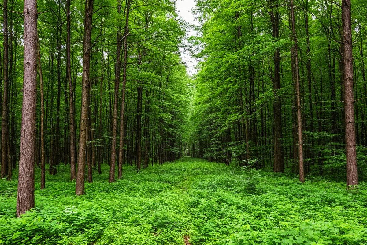 В Пермском крае на аукцион выставили более 40 участков для заготовки древесины