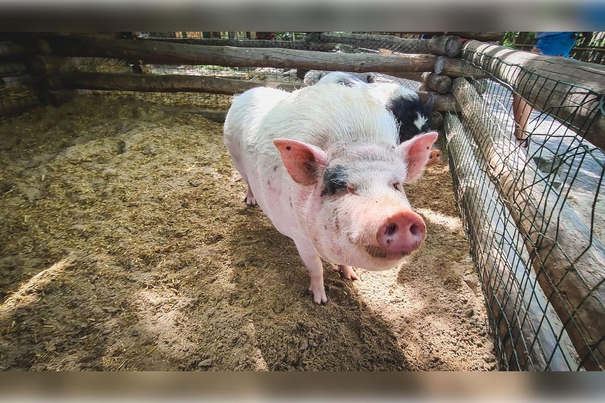 В Омской области село закрыли на карантин из-за экзотического вируса