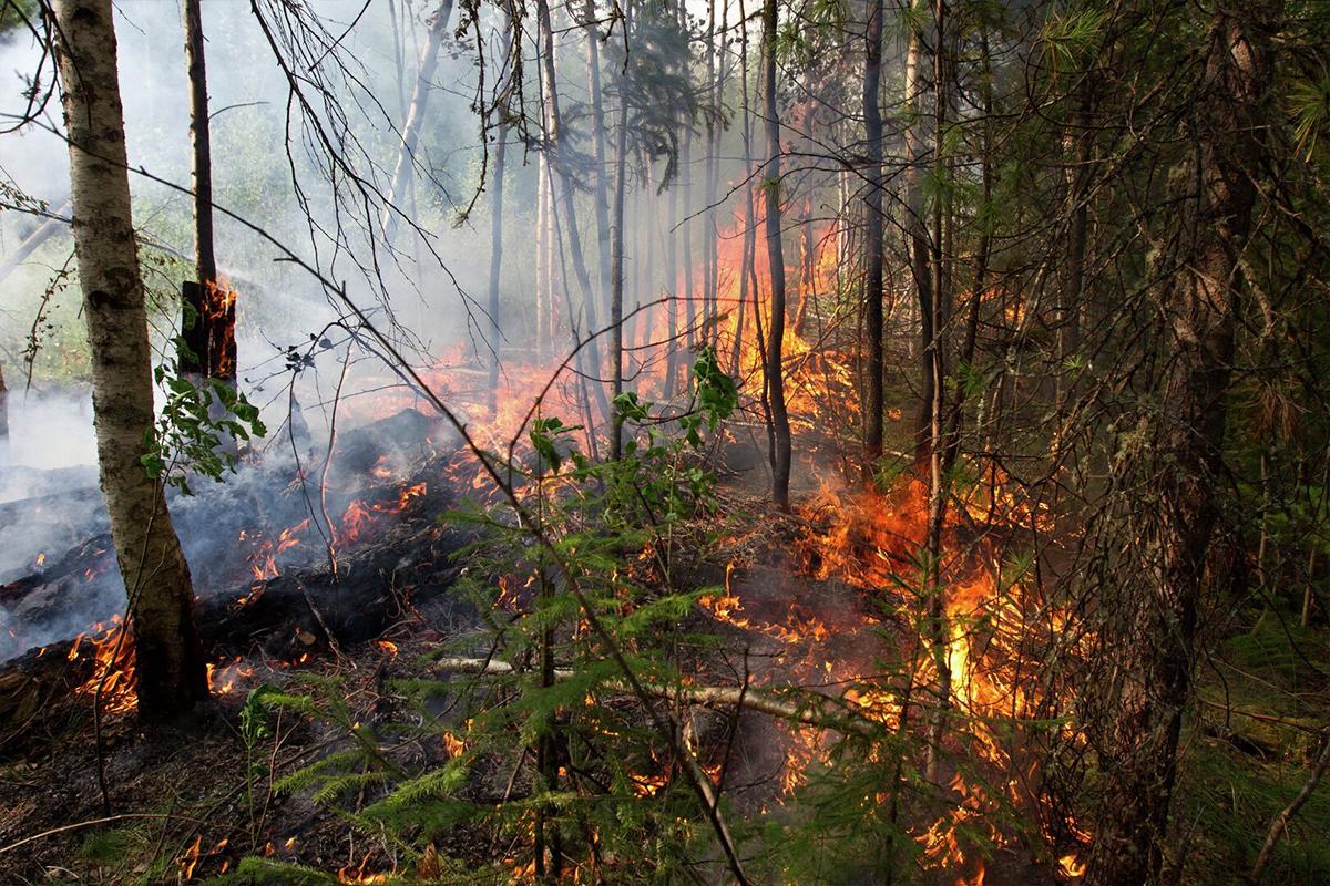 В Хабаровском крае возникли три лесных пожара у поселений