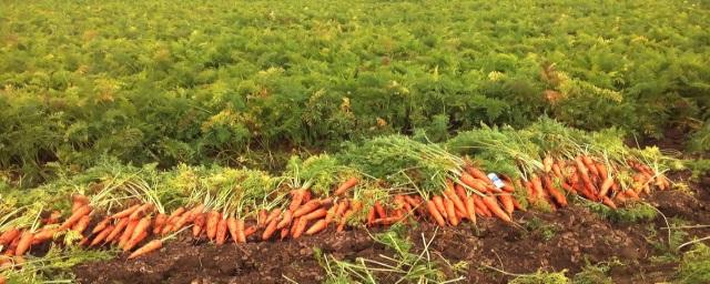 Аграрии Волгоградской области собрали с полей около 50 тысяч тонн ранних овощей