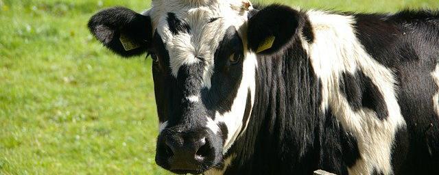 Ученые обнаружили гены устойчивости к холоду у якутских коров