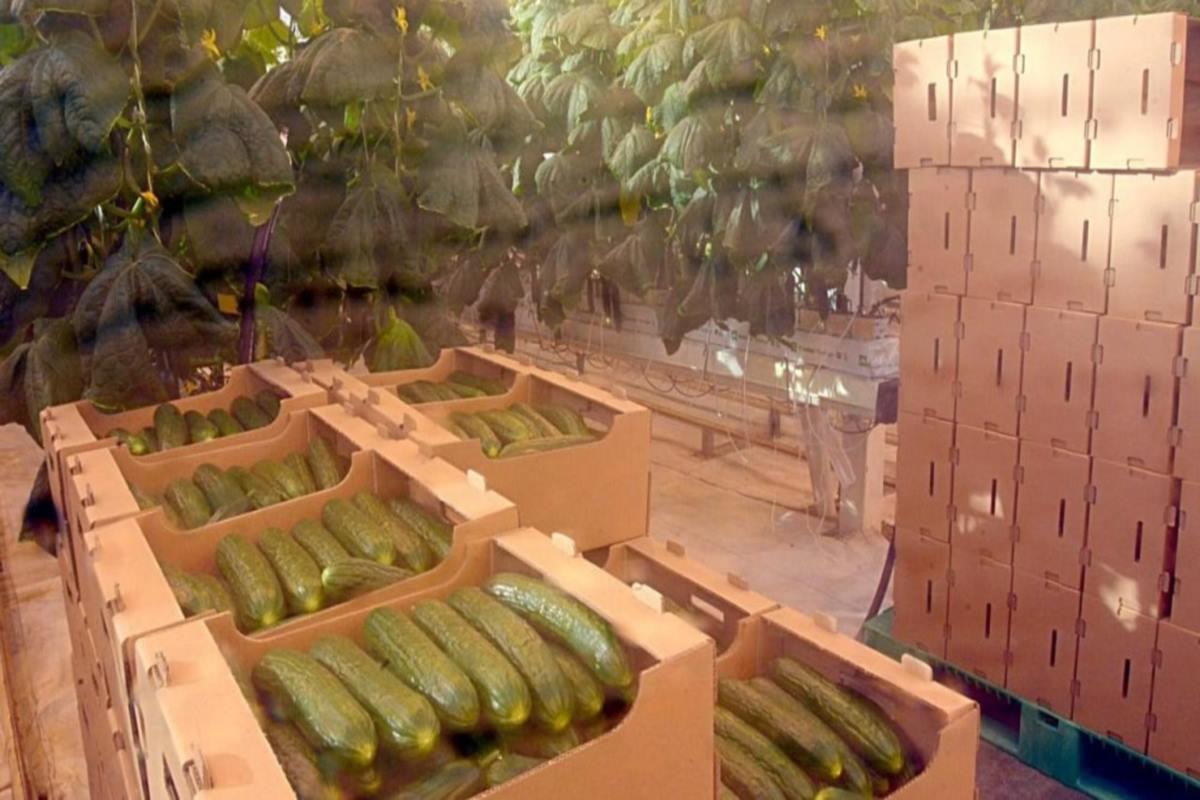 Челябинская область лидирует в УрФО по выращиванию тепличных овощей