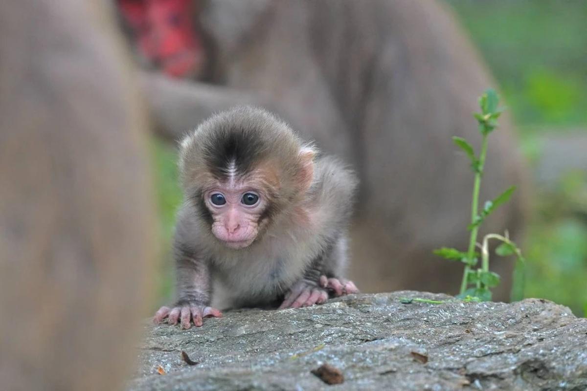 Японская макака из Ленинградского зоопарка родила уже четвертого детеныша