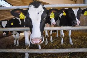 В Воронежской области появится предприятие по глубокой переработке отходов животноводства