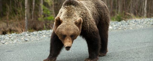 По улицам Чебоксар бегал годовалый медвежонок
