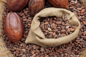 Scientists talk about the benefits of cocoa beans