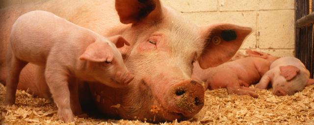 Новый штамм свиного гриппа может стать причиной следующей пандемии