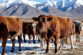 Зима в Туве бьет рекорды: чабаны рапортуют о сытой и спокойной жизни степей, несмотря на морозы