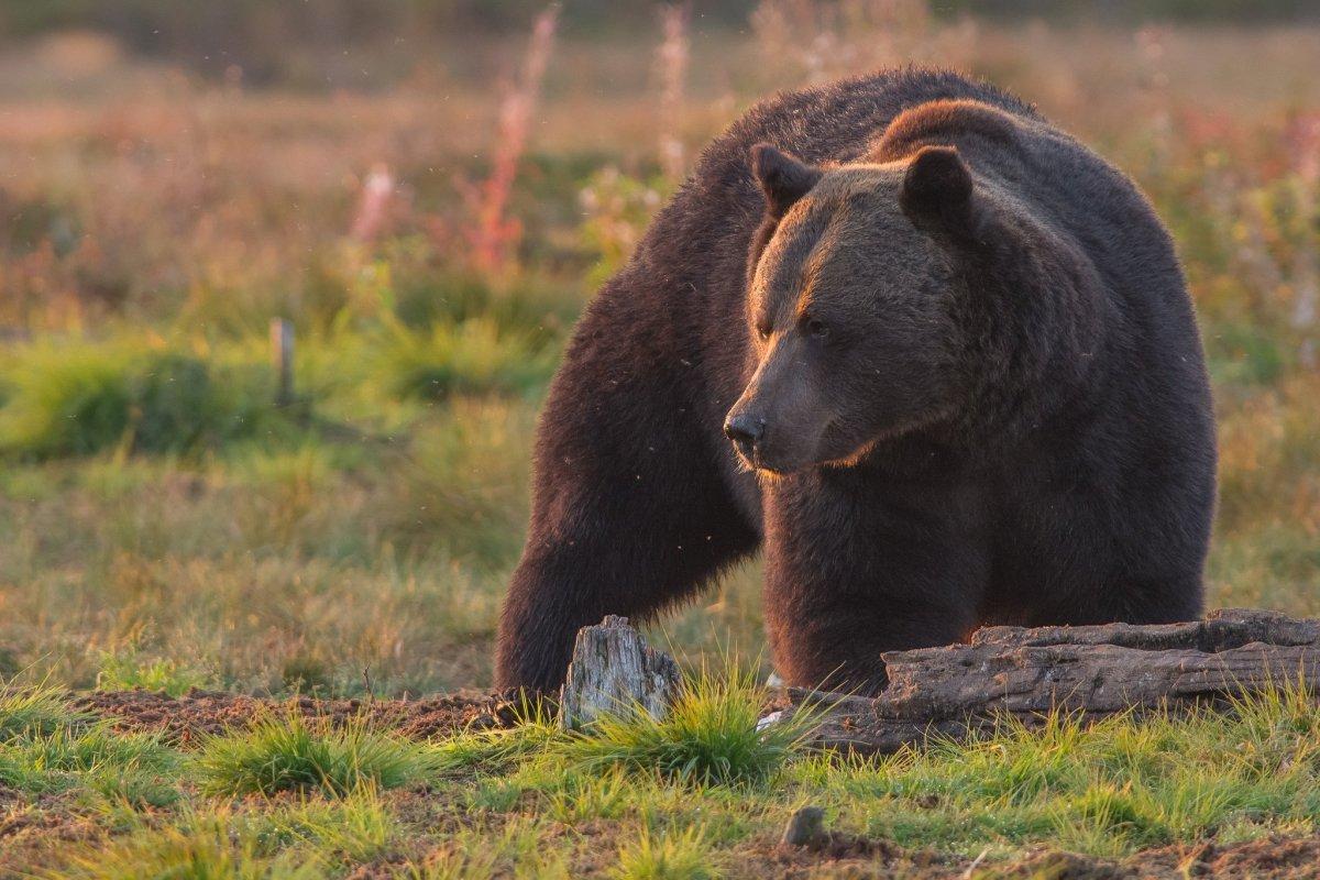 С начала года из населенных пунктов Магаданской области изъяли больше ста медведей