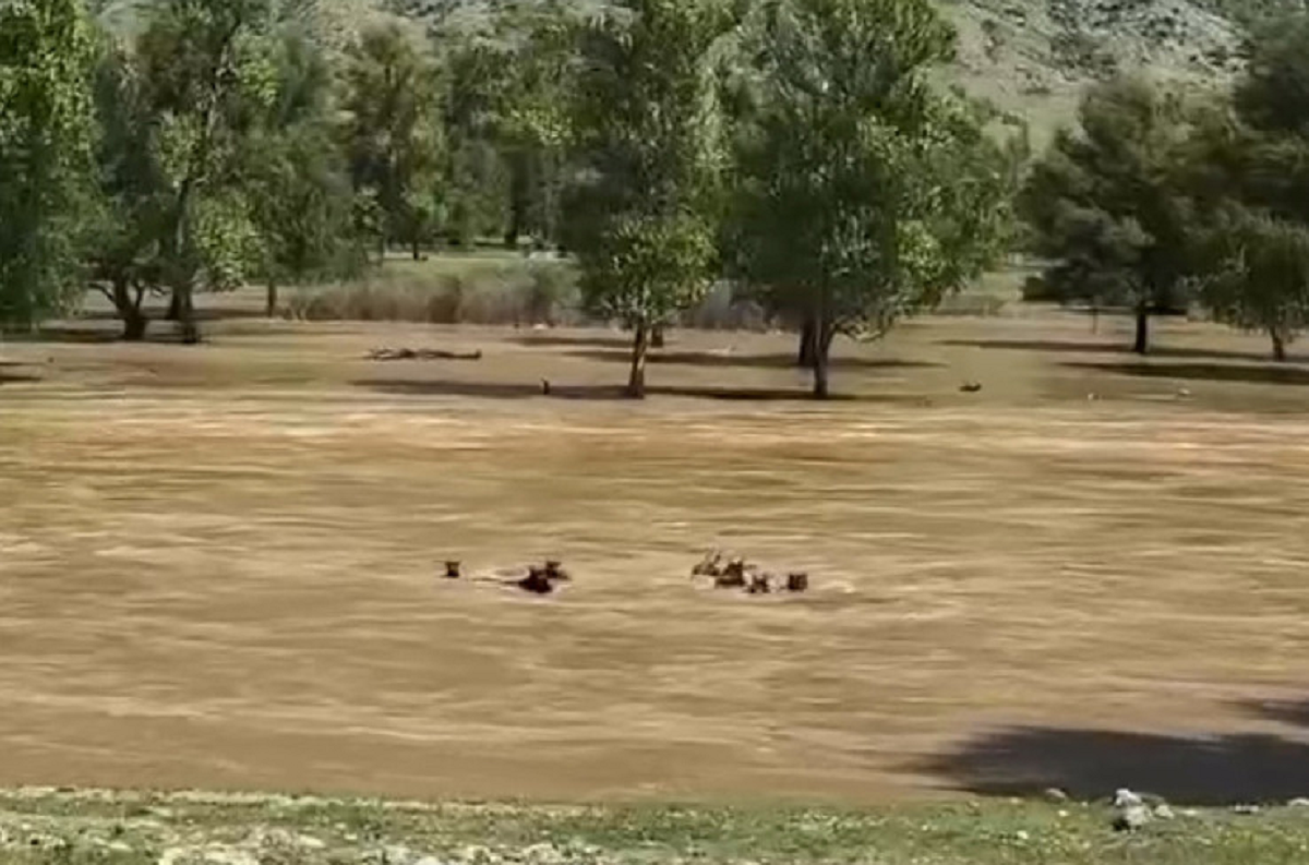 В Чулышманской долине Алтая поток воды смыл табун лошадей вместе с жеребенком